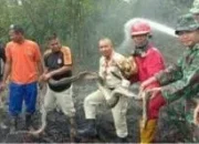 Ular  Phyton Mati Melindungi Telur  dan Anaknya dari Karhutla Riau