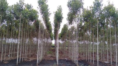 Selamatkan Lahan Gambut Dengan Gerunggang, Harus Segera Dilakukan