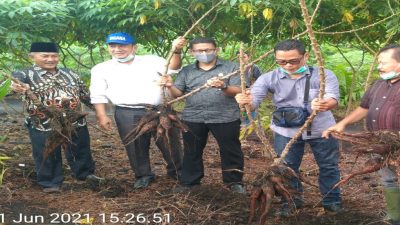 Wabup Bagus Santoso Bersama Wakil Ketua II DPRD Bengkalis, Panen Raya Ubi Kayu Kelompok Tani Pambang Maju