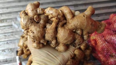 Penuhi Persyaratan Ekspor, 10 Ton Jahe Jabar Pasok Penuhi Pasar Pakistan