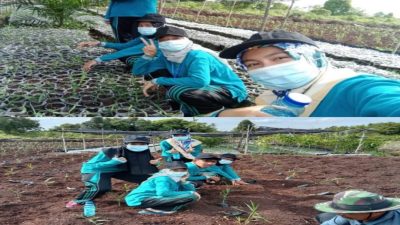 KKM di Desa Sri Tanjung Rupat Selatan, Mahasiswa STIE Syariah Bengkalis Tanam Jahe Merah