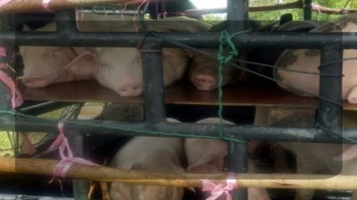 Permentan No 15 Tahun 2021 di Duga diabaikan Dalam Pengiriman Ternak Babi dari Batam melalui Pelabuhan Sei Pakning ke Gunung Sitoli