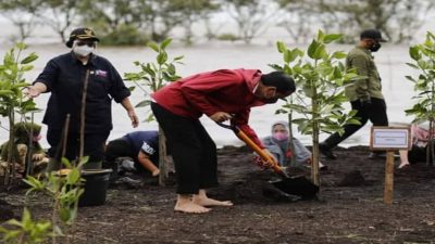 Tanam Mangrove Tanpa Gunakan Alas Kaki, Warga Desa Muntai : Bapak Presiden Kita Sangat Luar Biasa
