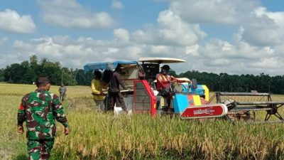Gunakan Alat Modern, Babinsa 17/Idt Dampingi Petani Panen Padi