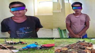 Kedapatan Mencuri Sawit , Dua Pelaku di Giring ke Kantor Polisi