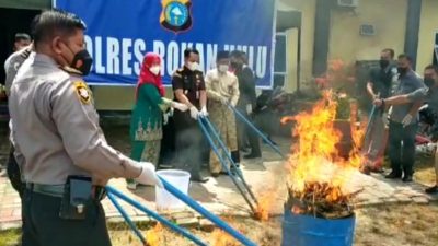 Narkotika Jenis Daun Ganja Kering di Rokan Hulu di Musnahkan
