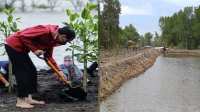 Presiden Menaman, Pengusaha Tambak Udang Menggarap Magrove