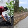 Ket : Saat Presiden RI menaman Mangrove di pantai wisata Raja Kecik desa Muntai Barat bergandengan dangan tambak udang baru (foto/Indra).