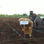 Secara simbolis Kapolda Riau Tanam Ibu didampingi Bupati, Kapolres dan Dandim 0303/Bengkalis (foto/Indra).