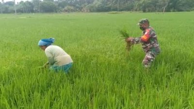 Jaga Kesuburan Tanaman, Babinsa Koramil 14/Rtp Dampingi Petani Siang Padi