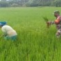 Ket : Praka Muhammad Rico bantu pembersihan rumput liar dan gulma pada tanaman padi (foto/Istimewa)