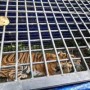 Keterangan foto : Nampak Harimau yang tertangkap di dalam perangkap Fotografer : Tim BKSDA