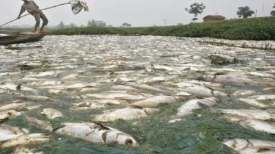 Kasus Pencemaran Sungai di Rohul Hingga Matinya Ribuan Ikan, Hari ini Resmi di Laporkan ke Menteri LHK RI