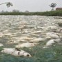 Teks Foto : Ribuan ekor ikan MATI di Sungai Batang Sosah, Dusun Kuala Tambusai, Desa Sungai Kumanggo dan Desa Sei Rokan Jaya.