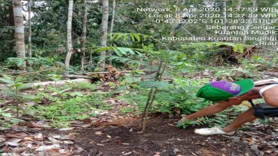Teks foto : Anggota Kelompok Tani Pati Godang lagi merawat tanaman Petai.