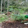 Teks foto : Anggota Kelompok Tani Pati Godang lagi merawat tanaman Petai.