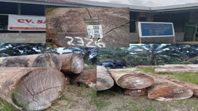 Puluhan Tual Kayu Lok yang Sudah Bertumpuk, Diduga di Kirim ke Sumut