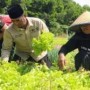 Teks foto : Ketua Umum DPP Santri Tani NU T. Rusli Ahmad, SE,.MM panen SELADA di lahan kelompok tani Belibis Makmur (Istimewa).
