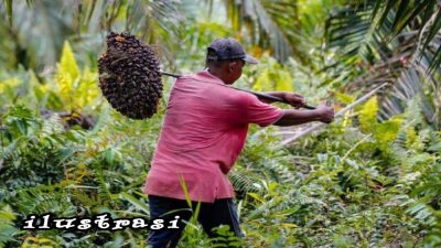 Hak Petani Diabaikan, Setiap Tahun Dibebankan Bayar Uang Perawatan, Norizon; Para Petani Laporkan Pengurus KMS ke Polda Riau
