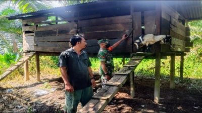 Monitoring Wilayah, Babinsa Pantau Perkembangan Hewan Ternak Kambing Warga
