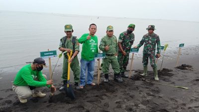 Cegah Abrasi, Koramil Paiton  Bersama Forkopimka Tanam Bibit Mangrove Di Di Pantai Grinting