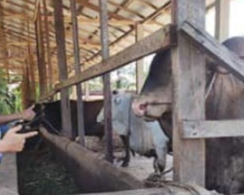 ZES PATRI Riau Sukses Kembangkan Ternak Sapi