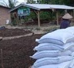 Petani di Sumatera Selatan Kembangkan Pupuk Organik