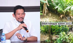 Pengadaan Bibit Sawit 2022 Diduga