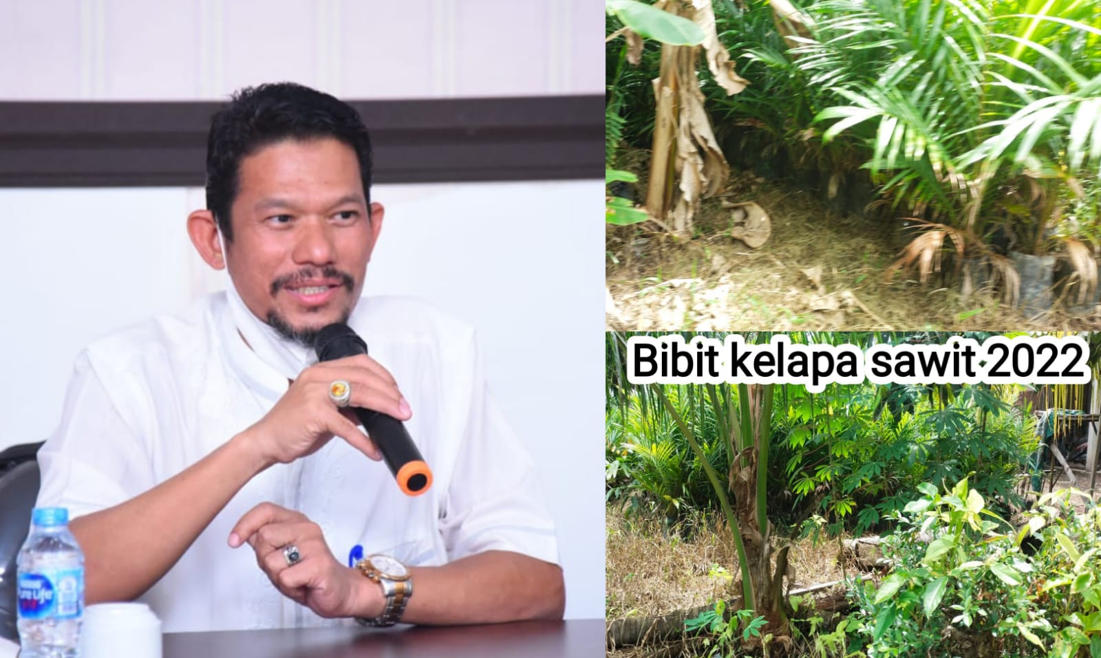 Pengadaan Bibit Sawit 2022 Diduga