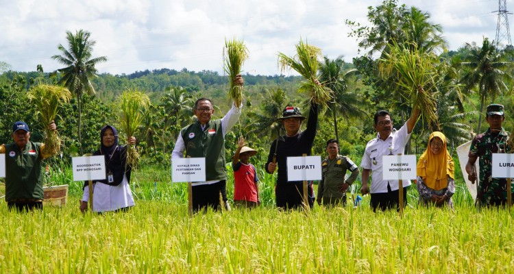 Bupati Gunungkidul H. Sunaryanta dan Ketua Kelompok Tani Melakukan Panen