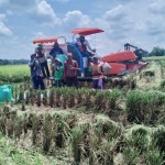 Kegiatan Panen di Desa Karang Jaya Kecamatan Belitang 2 Kabupaten OKU Timur, Sumatera Selatan. 3 April 2024 (ist)