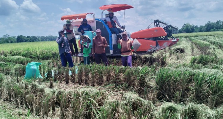 Kegiatan Panen di Desa Karang Jaya Kecamatan Belitang 2 Kabupaten OKU Timur, Sumatera Selatan. 3 April 2024 (ist)