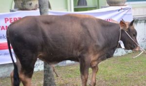 Presiden Kirim Sapi Kurban ke Riau untuk Idul Adha