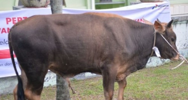 Presiden Kirim Sapi Kurban ke Riau untuk Idul Adha