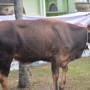 Presiden Kirim Sapi Kurban ke Riau untuk Idul Adha
