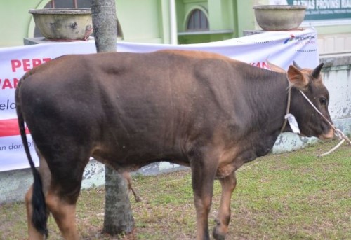 Presiden Kirim Sapi Kurban ke Riau untuk Idul Adha