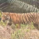 Pekerja Tewas Diterkam Harimau, BBKSDA Riau Lakukan Mitigasi