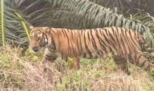 Pekerja Tewas Diterkam Harimau, BBKSDA Riau Lakukan Mitigasi