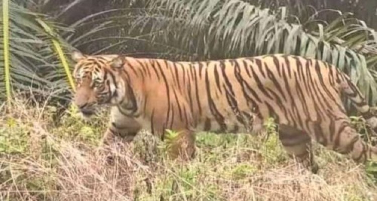 Pekerja Tewas Diterkam Harimau, BBKSDA Riau Lakukan Mitigasi
