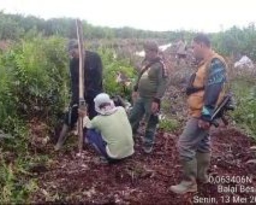 BBKSDA Riau Pantau Harimau Pasang Lima Kamera Trap