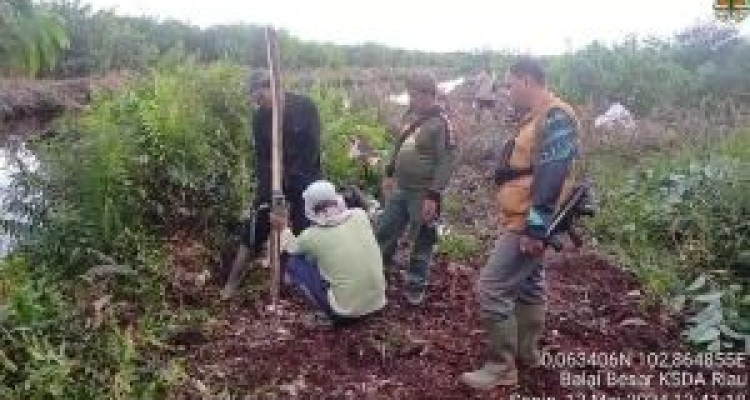 BBKSDA Riau Pantau Harimau Pasang Lima Kamera Trap