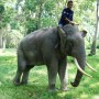 Gajah Sumatera Masuk Perkebunan Warga