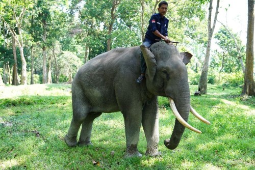 Gajah Sumatera Masuk Perkebunan Warga