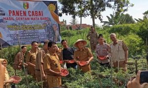Penjabat Bupati Tanggamus Panen Cabai Merah Gertak Mata Babe