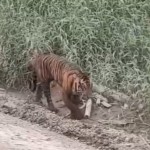 Waspada Harimau Muncul di Area Konses Pelalawan