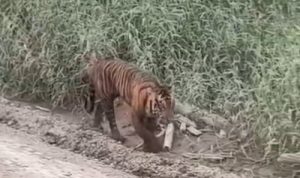 Waspada Harimau Muncul di Area Konses Pelalawan