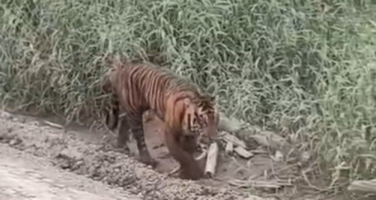 Waspada Harimau Muncul di Area Konses Pelalawan