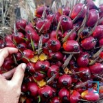 Harga Kelapa sawit Turun Tipis Rp3.012 per kg