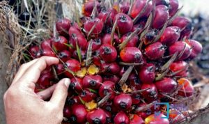 Harga Kelapa sawit Turun Tipis Rp3.012 per kg