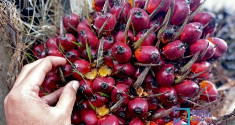 Harga Kelapa sawit Turun Tipis Rp3.012 per kg